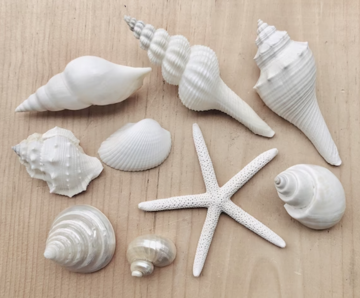 Beach Shell